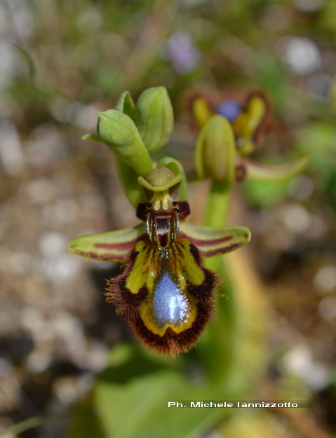 Ophrys speculum Link